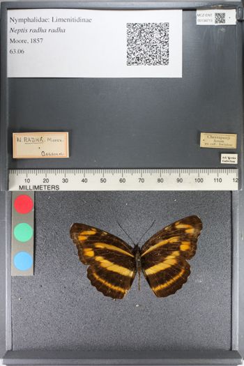 Media type: image;   Entomology 134713